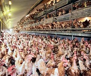 China bird flu spreads to new province
