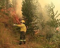 Scampering dogs in Chile help restore burnt forests