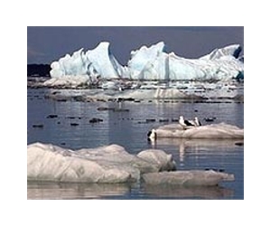 Chile's Humboldt penguins under threat of extinction