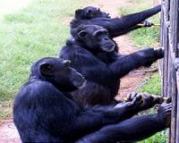 Chimpanzees spontaneously initiate and maintain cooperative behavior