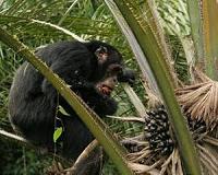 Hunger for vegetable oil means trouble for Africa's great apes
