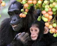 Territorial conflicts suppress female chimpanzees' reproductive success
