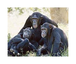Study suggests apes can learn to swim and dive like humans