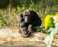 Ancient chimpanzee 'Adam' lived over 1 million years ago, research reveals