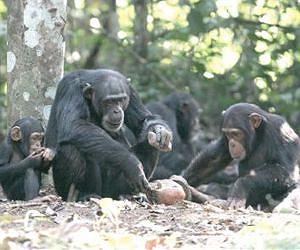 Origins of human teamwork found in chimpanzees