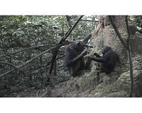Wild chimpanzee mothers teach young to use tools, video study confirms