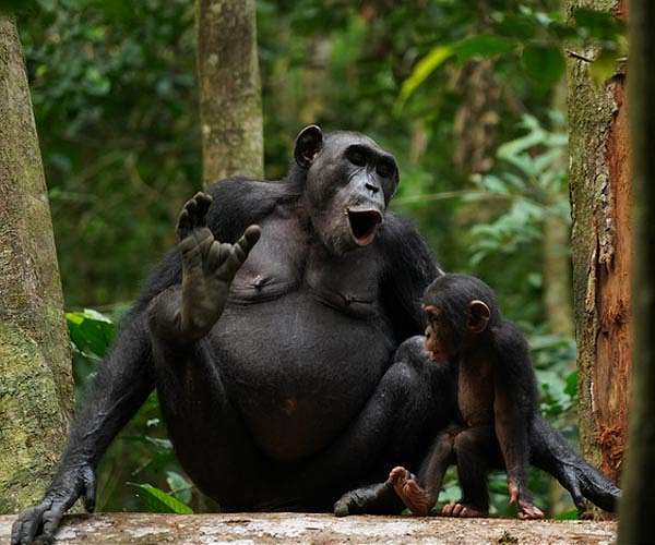 Chimpanzees combine calls to form numerous vocal sequences