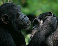 Bonobos share and share alike