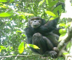 American man critical after chimpanzee mauling in S.Africa