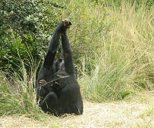 Chimpanzees create social traditions