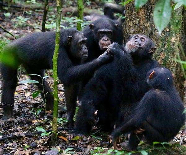 Roads depress chimpanzee numbers in West Africa, study shows