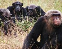 Great apes face extinction: conservationist Jane Goodall