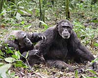 New Evidence Of Culture In Wild Chimpanzees