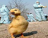 China reports first death from H5N6 bird flu strain