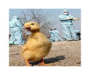 Bird flu subtype re-emerges in Hong Kong: official