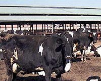 China says dairy firm's additive is safe