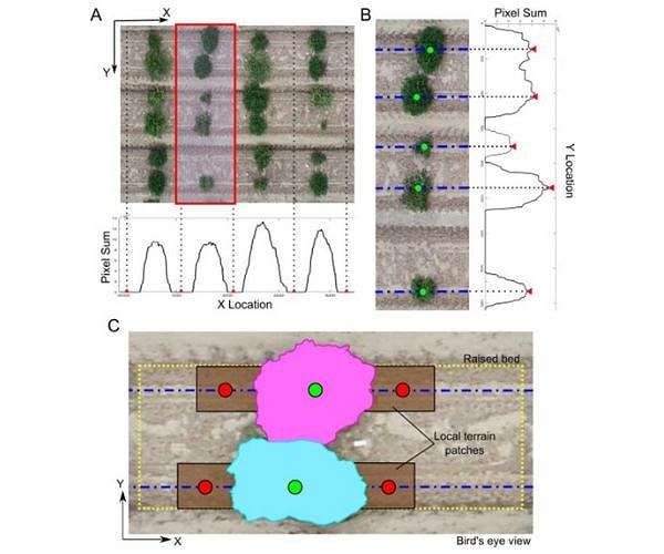 Drone phenomics sharpen genetic signals and automate field trait extraction in maize and peanut breeding