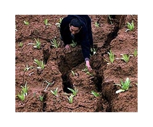 Annual income of Chinese farmers hits record high: media