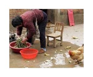 In hungry region, S.African maize may feed Chinese chickens