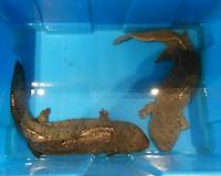 Endangered salamander celebrated in China - on plates
