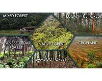Reforestation could cut carbon levels by two-thirds, study says