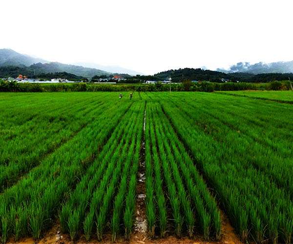 Will the vegetables of the future be fortified using tiny needles?