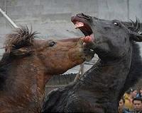 Horse ban in NE Nigeria after Boko Haram attacks