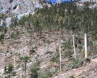 WWF: East Himalaya surveys yield more than 200 new species