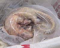 Vietnam illegal wildlife trade eats away at biodiversity: reports