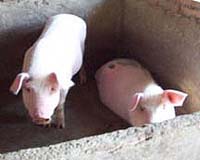 Taiwan farmers potty-train pigs to curb pollution