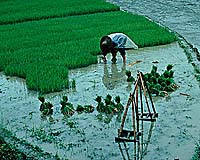 Chinese firm to grow rice in Tanzania: company