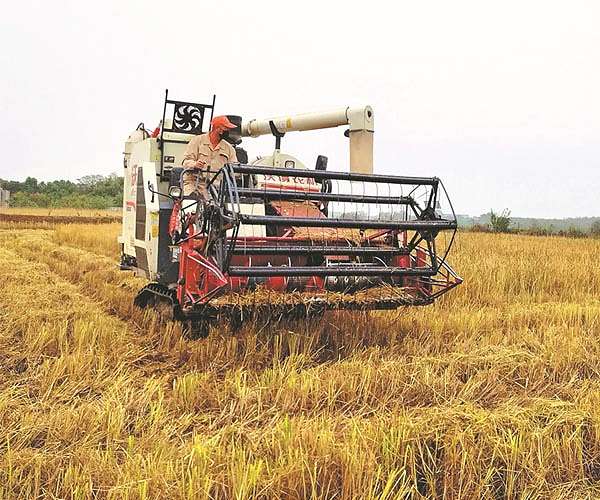 Scientists harvest nutrient-rich rice grown in space