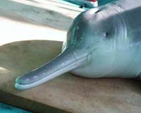 Hong Kong's dolphins at risk of disappearing