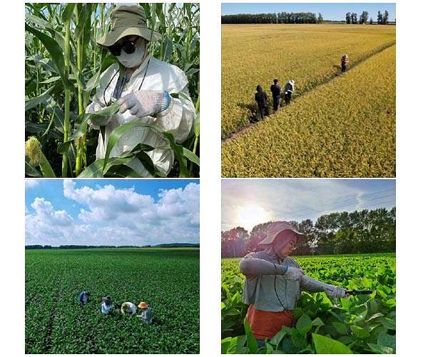 Joint experiments conducted to facilitate black soil protection