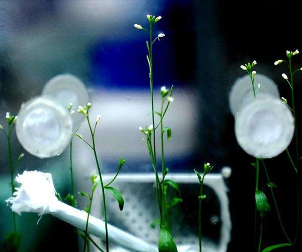 Shenzhou-16 spaceship transports seeds for breeding experiments