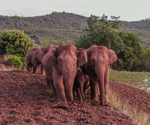 Chinese rogue elephant herd's breakaway male sent home