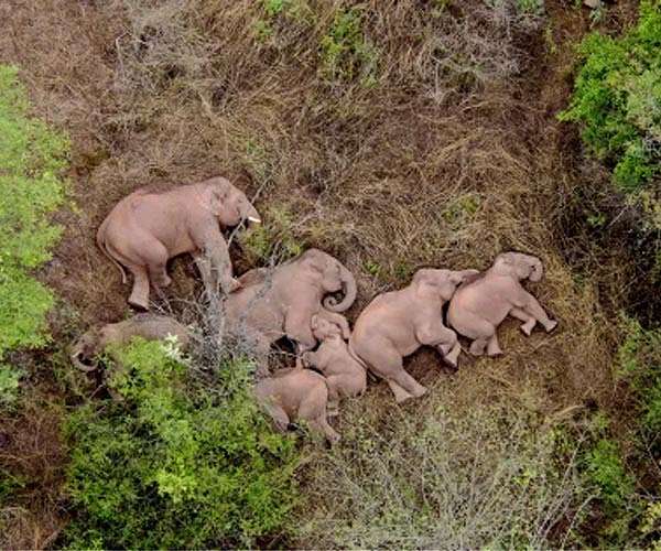 March of the elephants: China's rogue herd spotlights habitat loss
