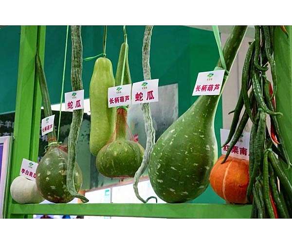Crops bred in space produce heavenly results