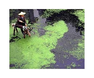 China to release 20 million pollution-fighting fish in lake