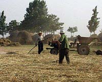 China says wheat crop at risk if no rain soon