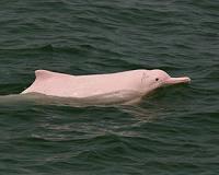 Rare albino dolphin captured in Japan's 'Cove': campaigner