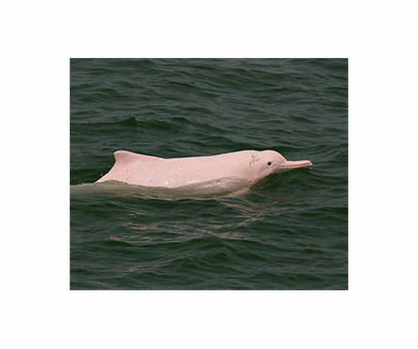 Hong Kong pink dolphins enjoy comeback as pandemic slows marine traffic