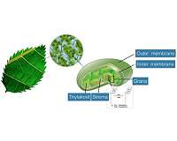Accelerated chlorophyll reaction in microdroplets to reveal secret of photosynthesis