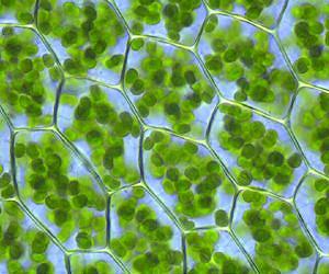 Sequencing hundreds of chloroplast genomes now possible