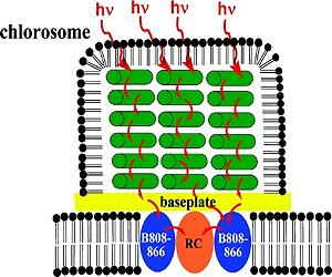 Neutron Analysis Yields Insight Into Bacteria For Solar Energy