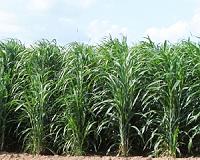 Farming adaptations needed to combat climate change to impact crop yields in 2050