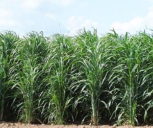 A genetic treasure hunting in sorghum may benefit crop improvement