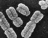 US scientist heralds 'artificial life' breakthrough