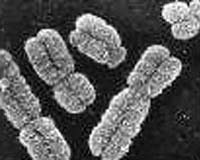 Scientists Reshape Y Chromosome Haplogroup Tree Gaining New Insights Into Human Ancestry