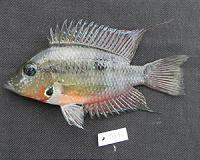African fish shows how hybridization drives evolution